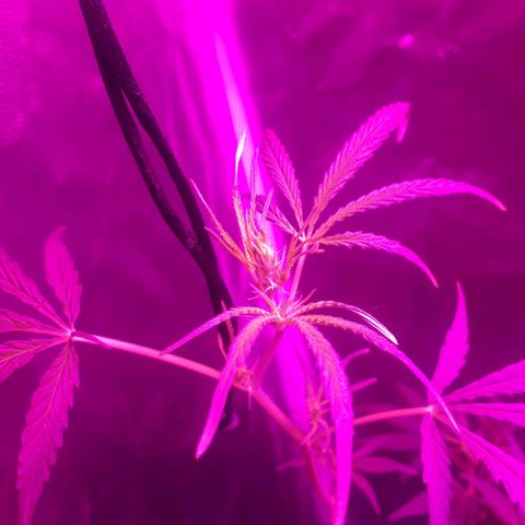 Susi growlog photo: Amarre y poda