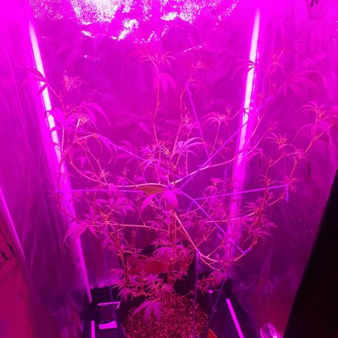 Susi growlog photo: Amarre y poda