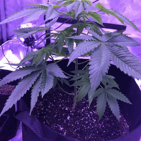 Orange cookies growlog photo: trimmed