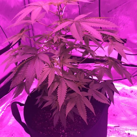 Orange cookies growlog timeline photo