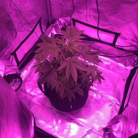 Orange cookies growlog timeline photo
