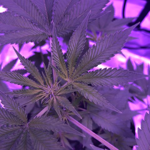 Orange cookies growlog timeline photo