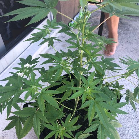 Orange cookies growlog timeline photo