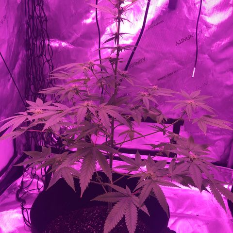 Orange cookies growlog timeline photo