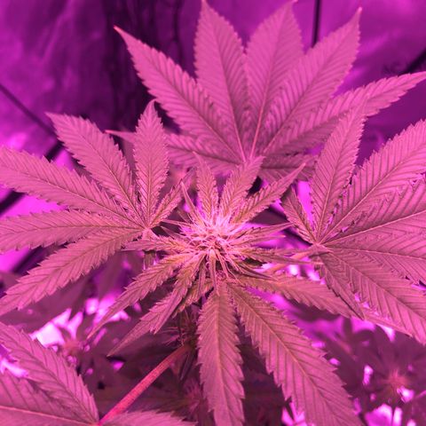 Orange cookies growlog timeline photo