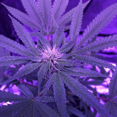 Orange cookies growlog timeline photo