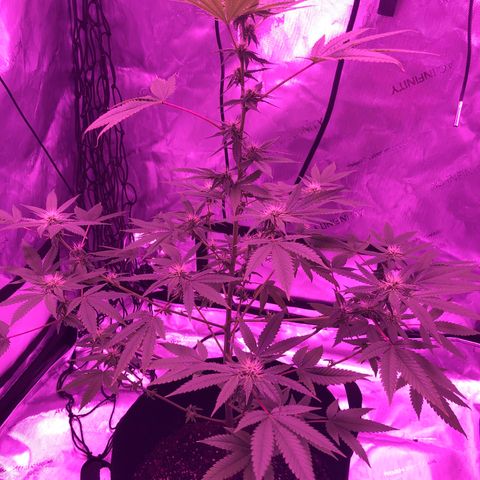 Orange cookies growlog timeline photo