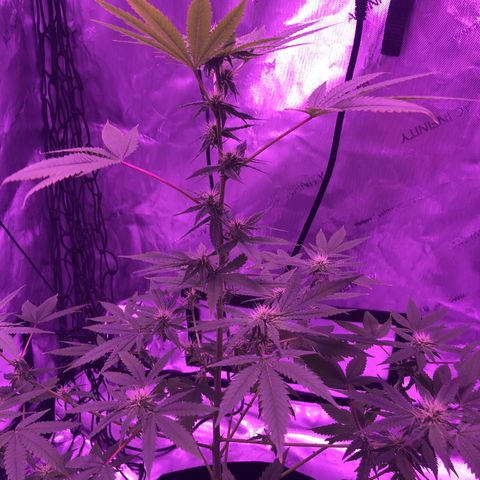 Orange cookies growlog timeline photo