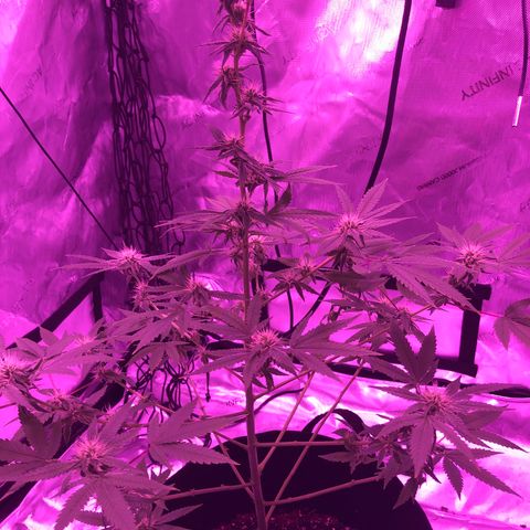 Orange cookies growlog timeline photo