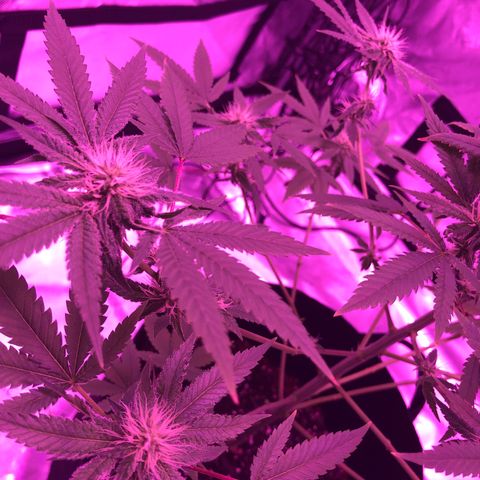 Orange cookies growlog timeline photo