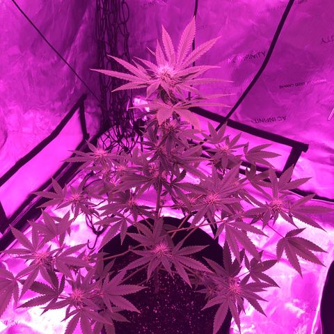 Orange cookies growlog timeline photo