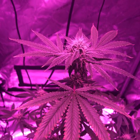 Orange cookies growlog timeline photo