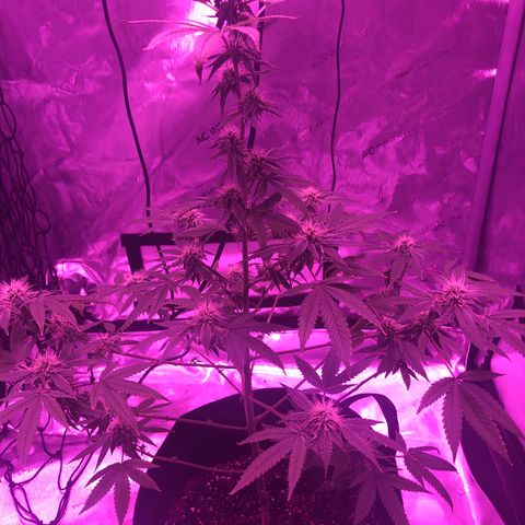 Orange cookies growlog timeline photo