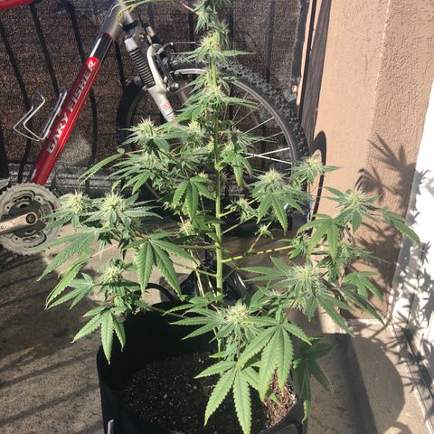 Orange cookies growlog timeline photo