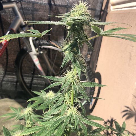 Orange cookies growlog timeline photo
