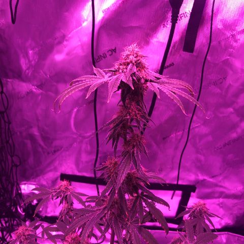 Orange cookies growlog timeline photo
