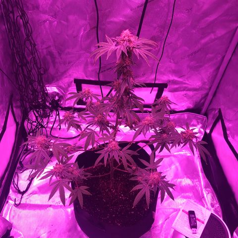 Orange cookies growlog timeline photo