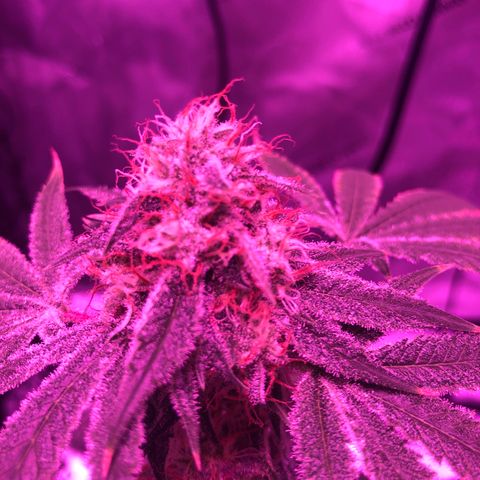 Orange cookies growlog timeline photo