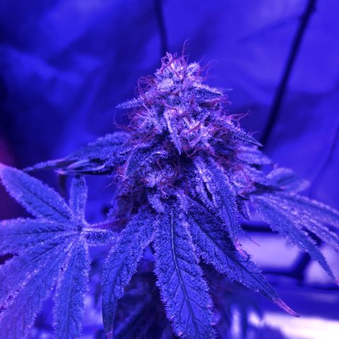 Orange cookies growlog timeline photo