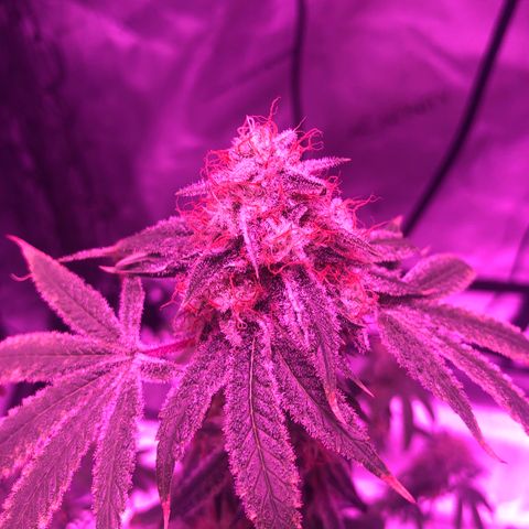 Orange cookies growlog timeline photo