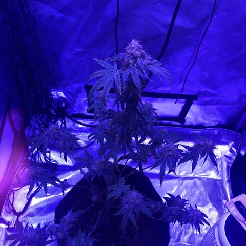 Orange cookies growlog timeline photo