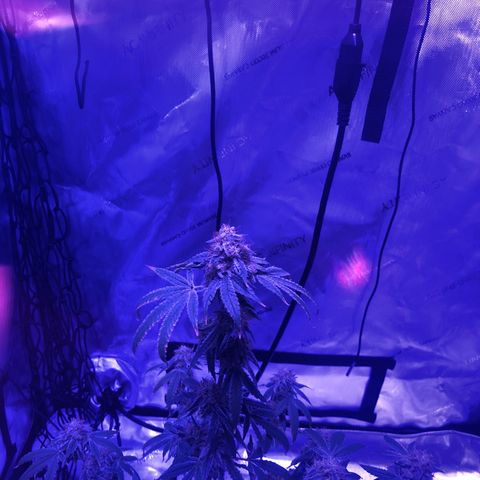 Orange cookies growlog timeline photo