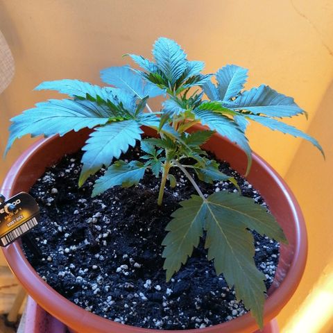 Mobi growlog timeline photo