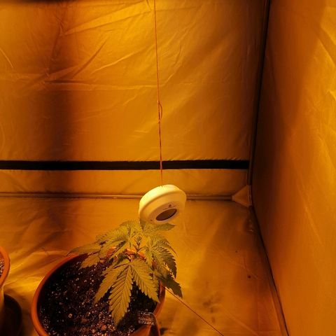 Sativinha growlog photo: Monkey fan & lighthouse wireless thermostat. 