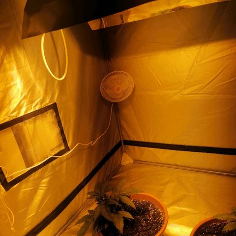Sativinha growlog photo: Monkey fan & lighthouse wireless thermostat. 