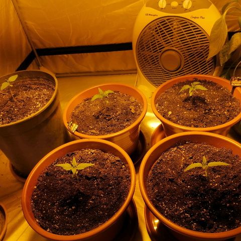 Sativinha growlog photo: General view of growtent. Unable to determine sex of regulars for now. 