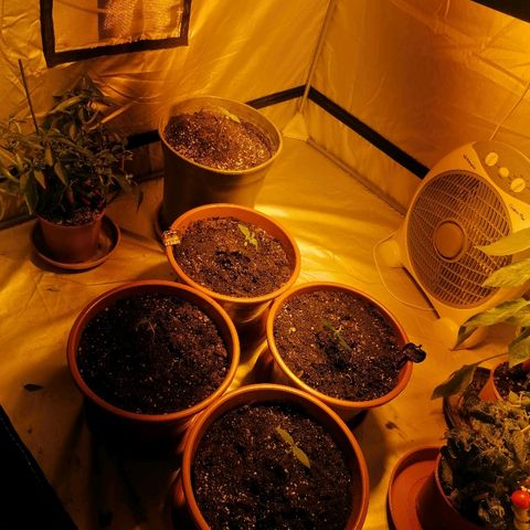 Sativinha growlog photo: General view of growtent. Unable to determine sex of regulars for now. 