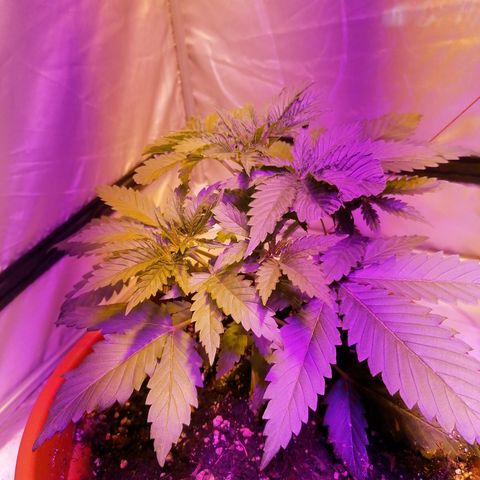 Mobi growlog timeline photo