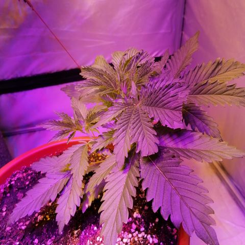 Sativinha growlog timeline photo