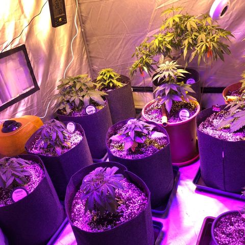 Sativinha growlog timeline photo