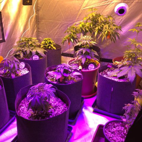 Sativinha growlog timeline photo