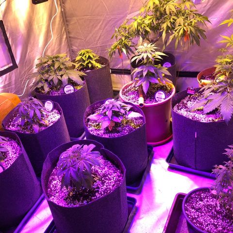 Sativinha growlog timeline photo