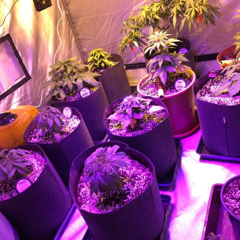 Sativinha growlog timeline photo