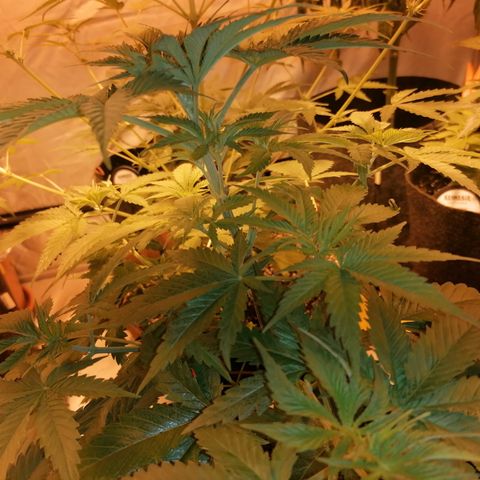 Sativinha growlog timeline photo