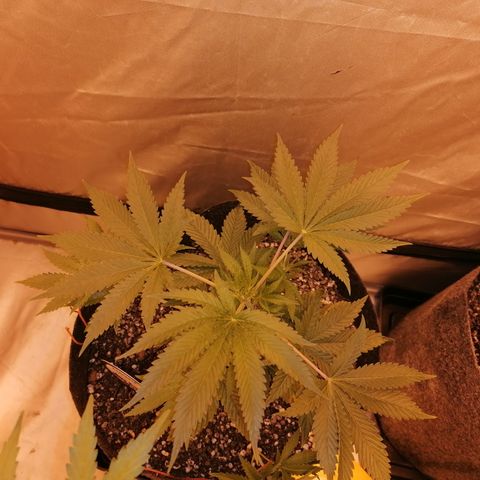 Sativinha growlog timeline photo