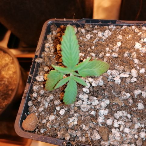 Sativinha growlog timeline photo