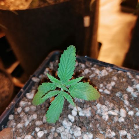 Sativinha growlog timeline photo