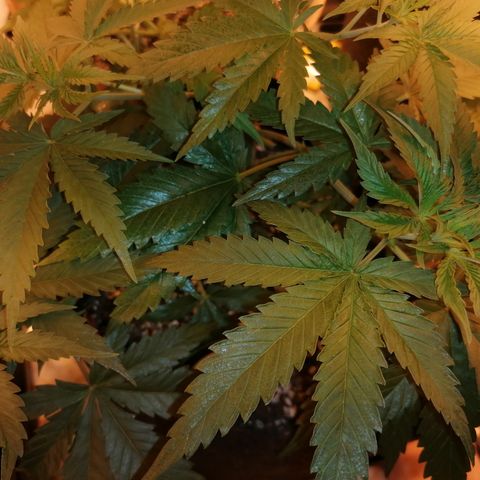 Sativinha growlog timeline photo