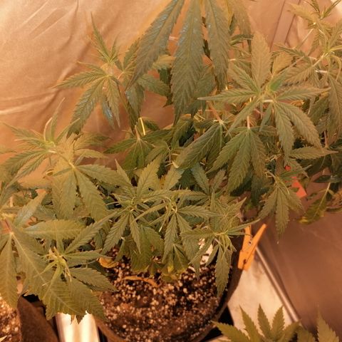 Sativinha growlog timeline photo