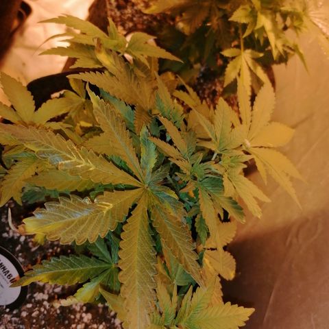 Sativinha growlog timeline photo