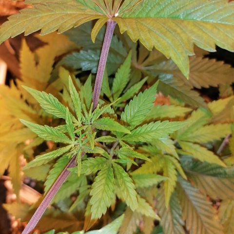 Sativinha growlog timeline photo