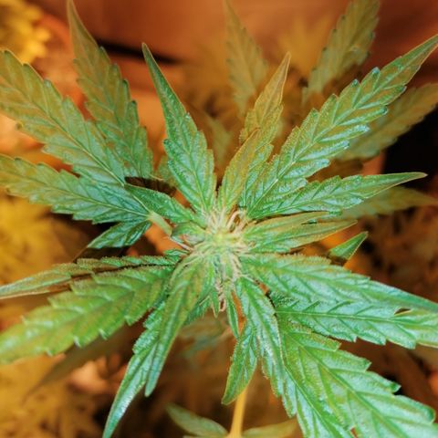 Sativinha growlog timeline photo