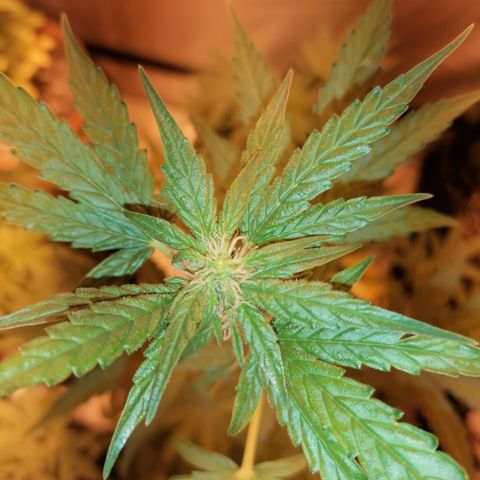 Sativinha growlog timeline photo