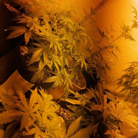 Sativinha growlog timeline photo