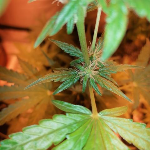 Sativinha growlog timeline photo
