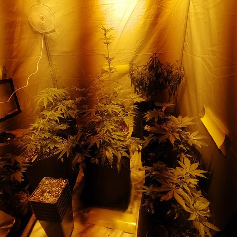 Sativinha growlog timeline photo